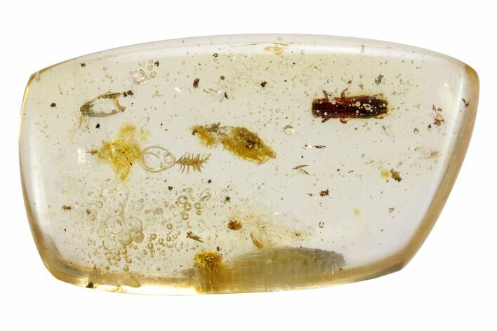 Polished Colombian Copal ( g) with Detailed Fossil Beetle #264200